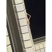 まいか