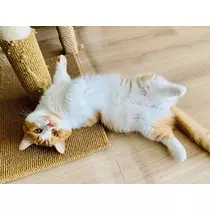 ゆあ