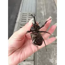 棚橋 さとみ