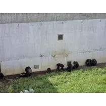 あおい