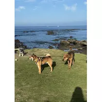 せり
