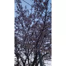 のはら かすみ