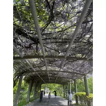 神崎 蘭
