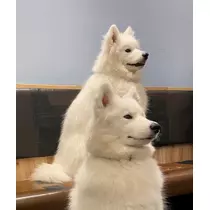 あいら
