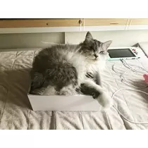 ねね