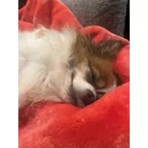 あいら