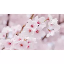 かおり