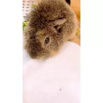 お茶の水うらん