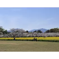 ぱき