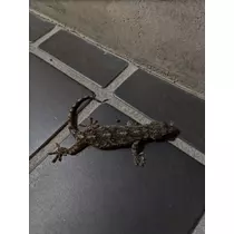 あんず