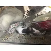 あきな