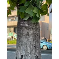 橘 美桜