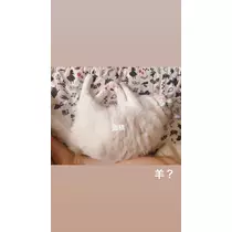 あこ