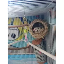 ちよママ