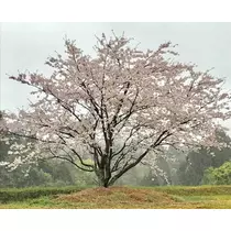 美穂