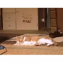 ミリア