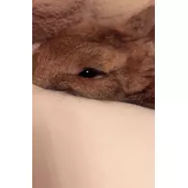 セナ