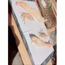 宝條 夏恋