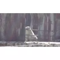 みやび