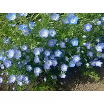 れいな
