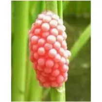 立華 碧