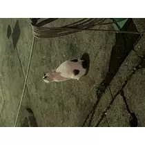 ミク
