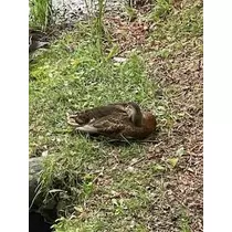 成海 まお