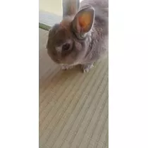 ゆきの