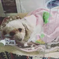 つばさ