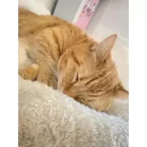 れいれい