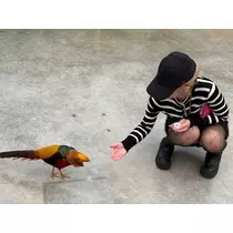 あいら