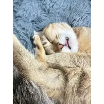ユズ