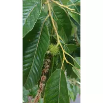 白石 愛莉