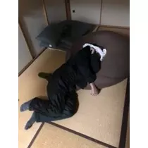 吉原 亜依