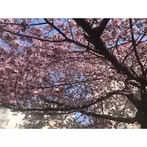 成海 まお