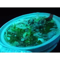 七星 夏純