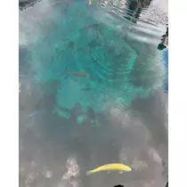 りおな