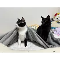 サキ