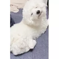 ヤシの木 ここな