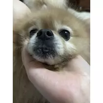 はるか