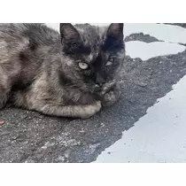 しゃけ