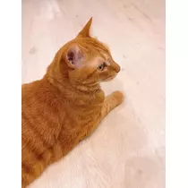 かぐら