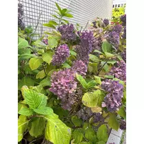 月城 ルル