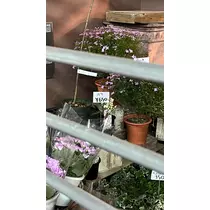 るる