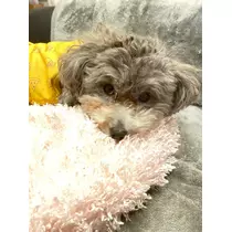 うづき ふうか