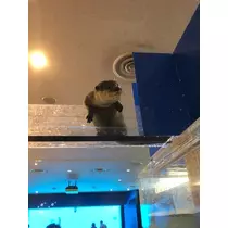 ひな