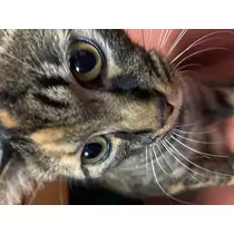 あや