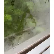 アカネ