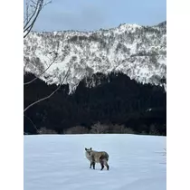ふうか