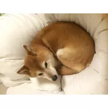 もも